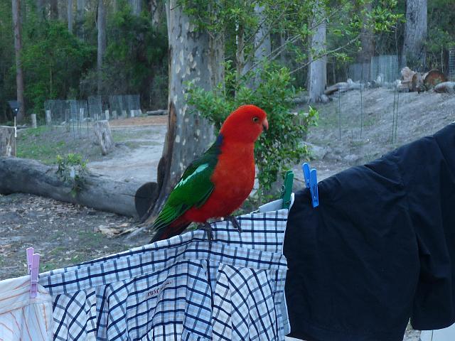 (1) King Parrot.JPG